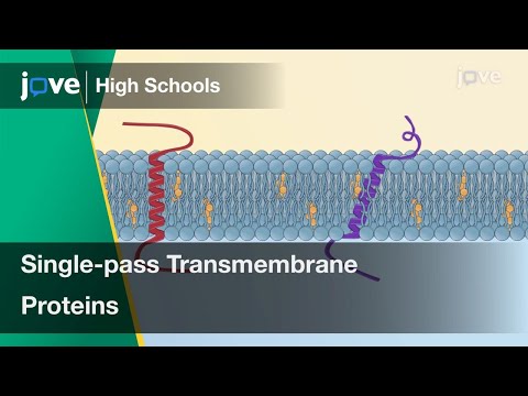 Single-pass Transmembrane Proteins