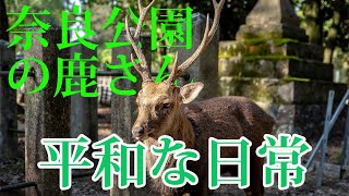 奈良 鹿達の日常 飛火野の絶景とのんびり朝食の鹿さん達 【奈良のシカ】 by 奈良公園 鹿さん達の日常 155 views 2 months ago 1 minute, 13 seconds