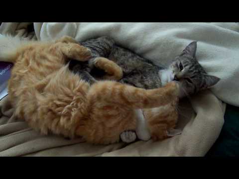 Cats Licking Each Other To Sleep High Definition