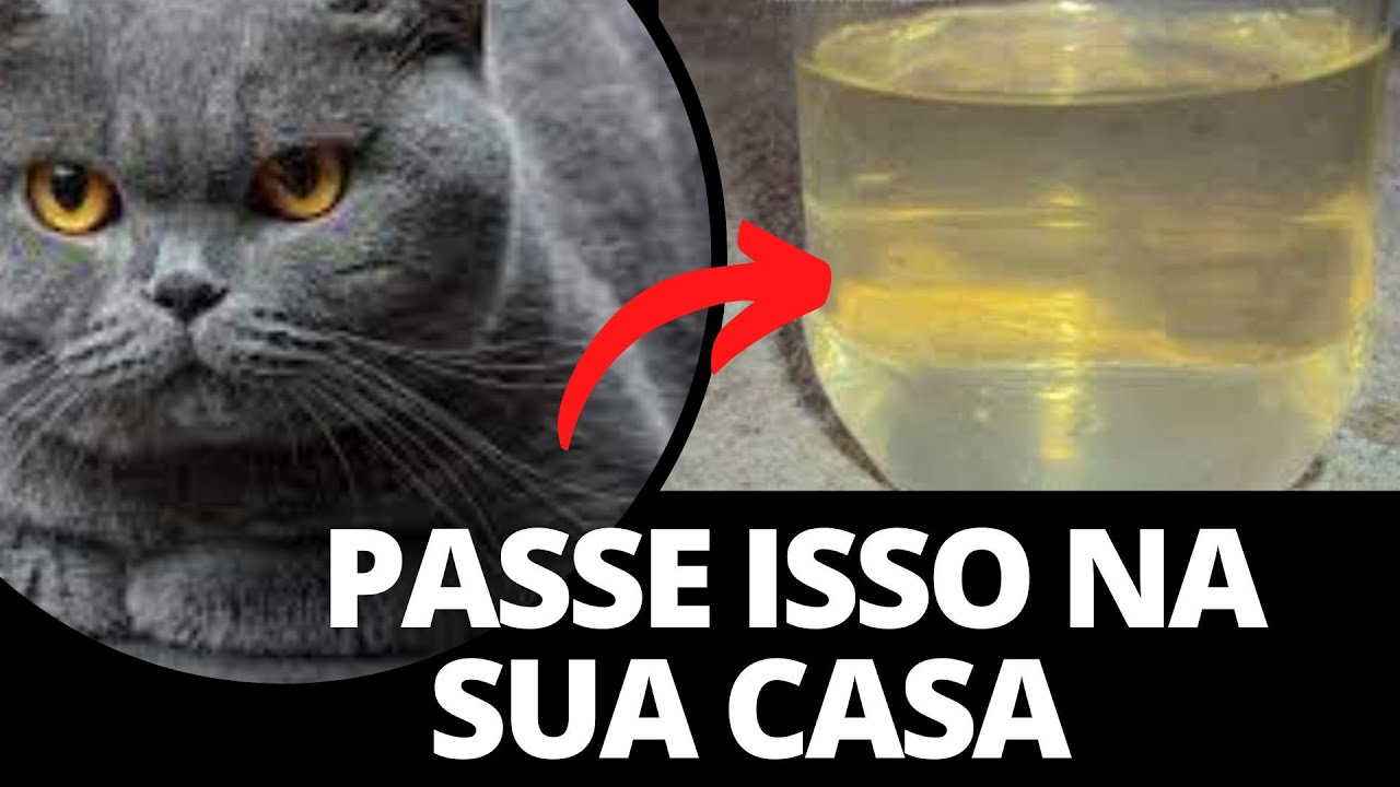 [NOVA] TÉCNICAS PARA ESPANTAR GATOS DO TELHADO E DA SUA CASA - XO GATO ...