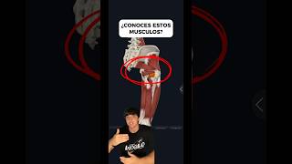 Los Músculos De La Cadera Los Pelvitrocantéreos