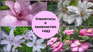 Клематисы в каменистом саду.