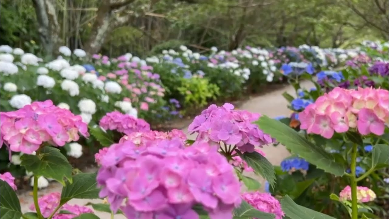 2024/06/06 　のいちあじさい街道　西佐古から父養寺までの１.２km　土手一面に１９，０００株の紫陽花　完璧にさんぽしてみました！　〜高知県香南市〜