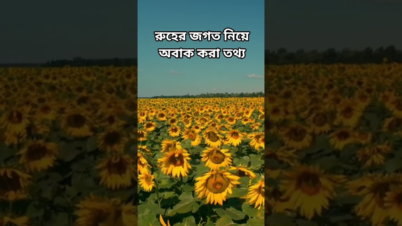 রুহের জগত নিয়ে অবাক করা তথ্য। Abu Toha Mohammad Adnan #beautifullife #shortsfeed #waz #subscribe