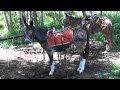 Gaited Mules - 2019 Colorado Trail Ride