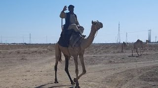 #camel drive video by #nature 92