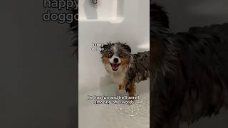 The post bath zoomies go wild  #dogbath