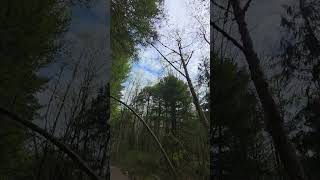 This trail gets darker the deeper you go #forest #subscribe #shorts