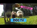 DOG ENTERTAINMENT VIDEO | Close Up Curious Sheeps & Lambs