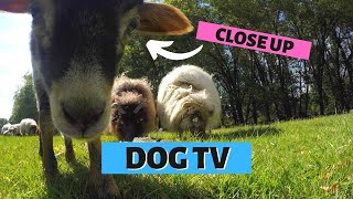 DOG ENTERTAINMENT VIDEO | Close Up Curious Sheeps &amp; Lambs