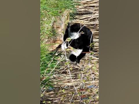 Cat at the pond / Katze am Teich YouTube