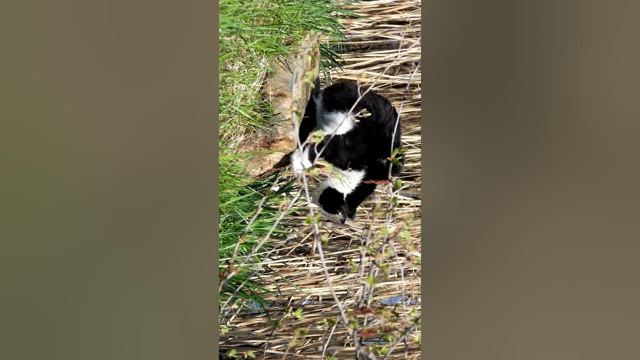 Cat at the pond / Katze am Teich YouTube