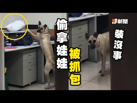 工讀汪墊腳想偷拿娃娃 被爸抓包尬笑收手｜寵物動物｜狗｜米克斯｜精選影片