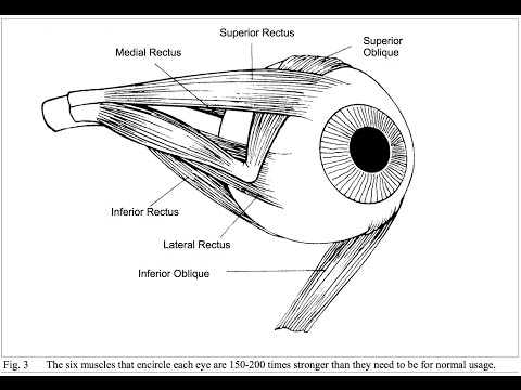 Why the Eye Exercises could cure your Myopia?