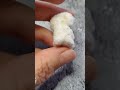 Miniature crochet white puppy