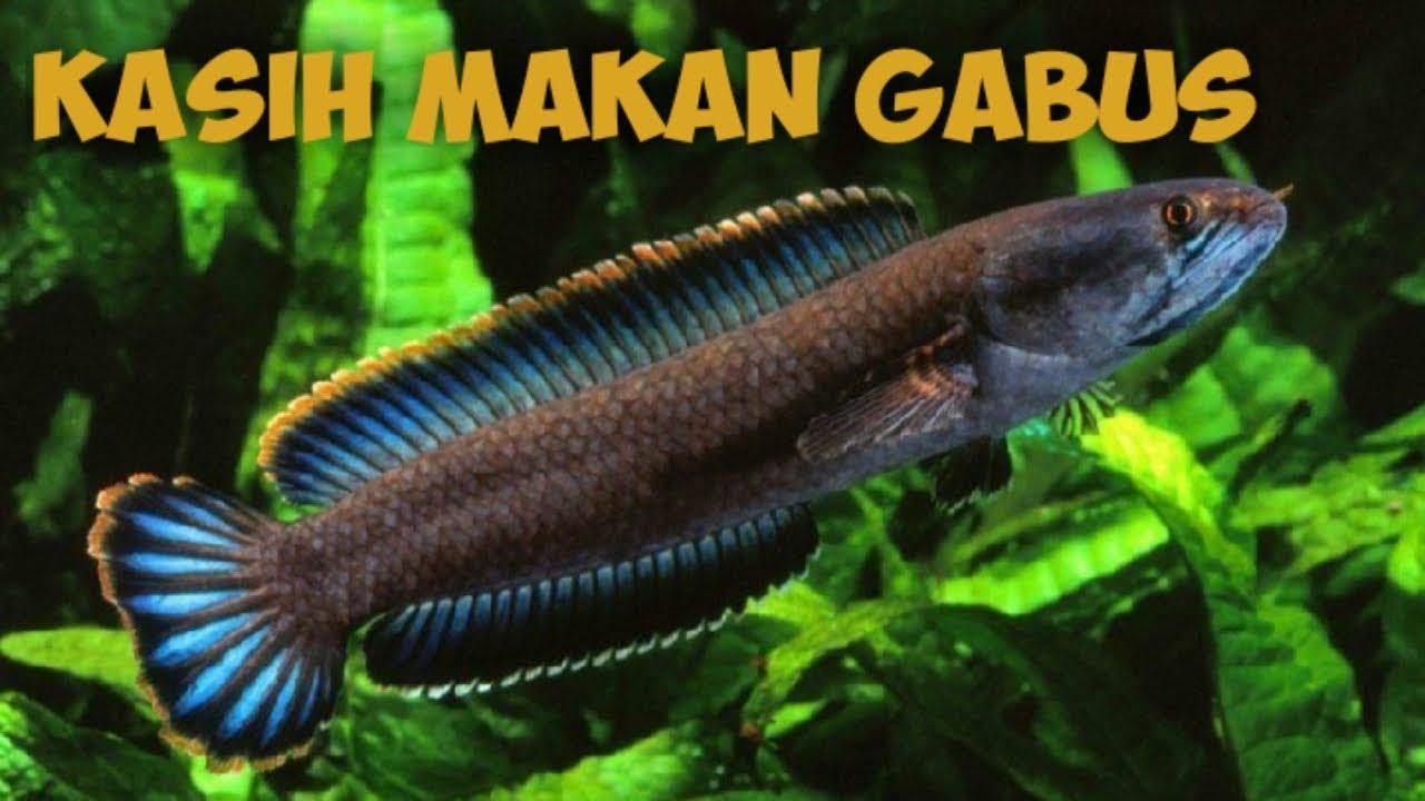 Kasih makan anakan ikan gabus
