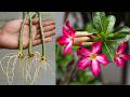 How to grow Desert Rose from cuttings | easy way to grow adenium from cuttings