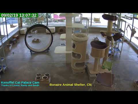 video editing software free Animal Shelter Bonaire Live Stream