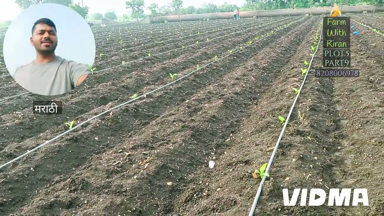 Banana Info.Plot.No.5;Part.9🍌 FarmWithKiran 💚 LokareBananaFarm 8208006978#farmwithkiran