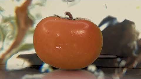 polydactyl - kachimushi