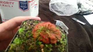 Carnivorous Plant Unboxing (Spoon leaf Sundew)