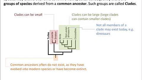 Topic 5.4 Cladistics