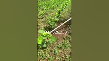 LƯỠI CẮT CỎ TẬN GỐC AN TOÀN