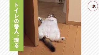 トイレの守り猫🐈ゴロゴロ通せんぼ【PECO TV】