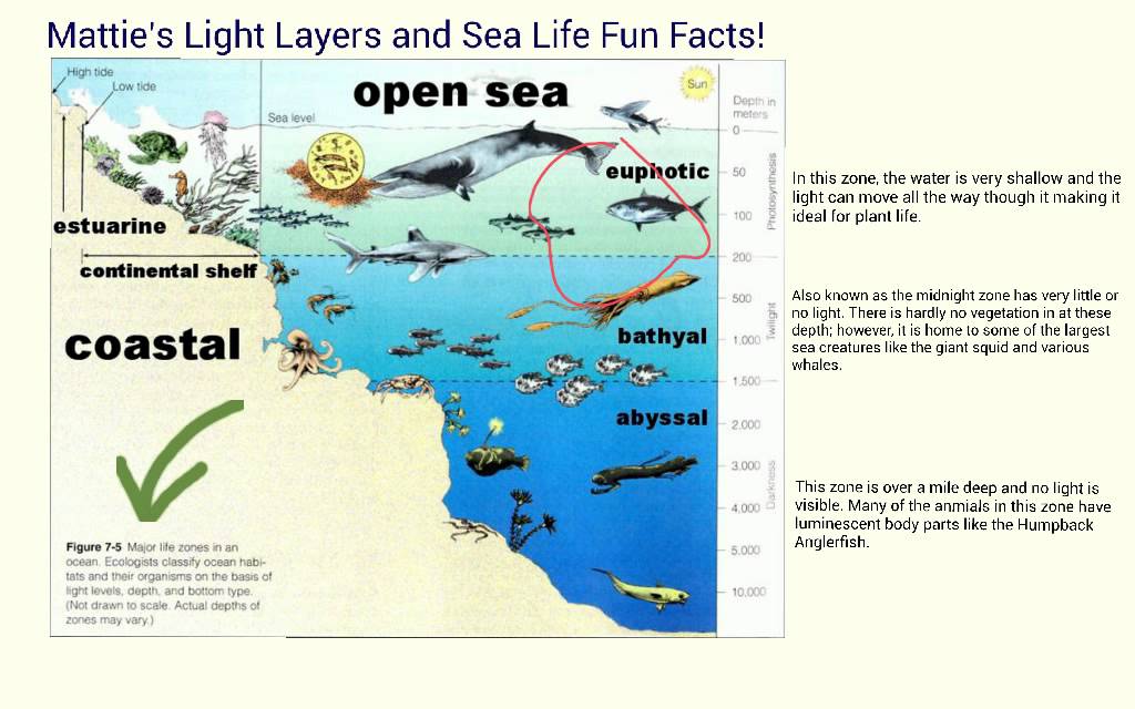 Mattie's Light Layers and Sea Life Fun Facts! Made with Explain