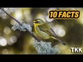 ten facts about Acadian Flycatcher