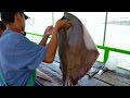 Fish cutting: Stingray -  Seafood in El Salvador