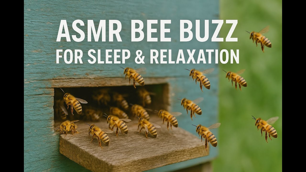 Sleep Buzz ASMR Bee Buzz 🐝| Relaxing Nature Sounds for Sleep, Focus & Meditation # ...