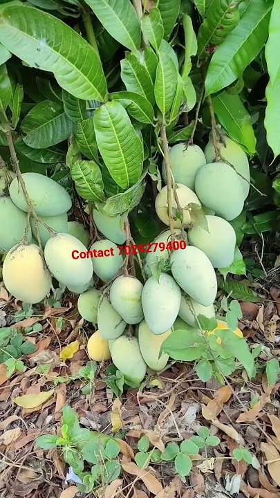 #Langra Mango #Farming/ #Plant, contact 7029279400