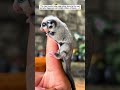 This man found a baby sugar glider alone by the road, and then...