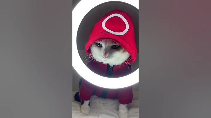 Video 376711: first pet, best funny cat, pets baby, cute cat