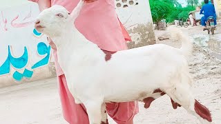 Masha Allah pur Ablak prent bakra 2023 k ley whatsapp ( 0/3/1/7/6/8/1/2/9/9/6 ) Date (  )