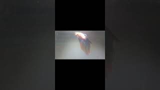 Meet Bubble: My Pet Fish 🐠❤️ #shorts