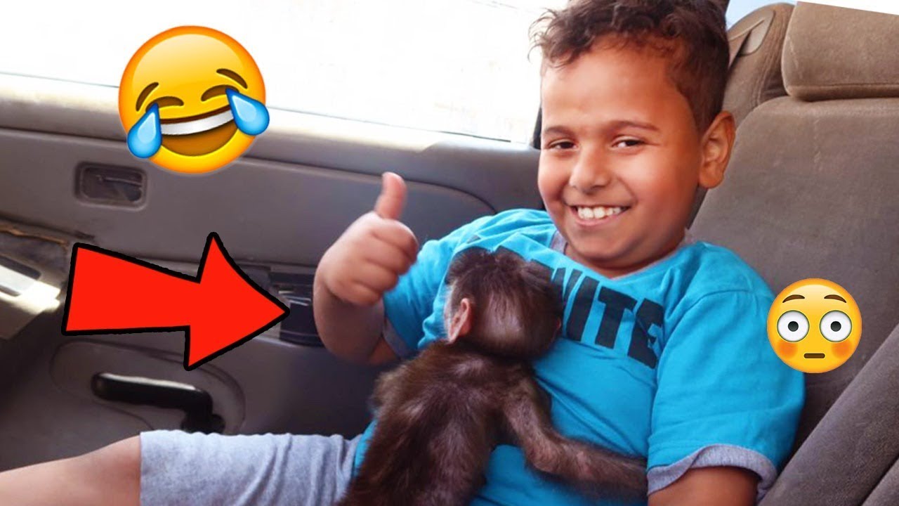 البطريق شرى قرد شوفو من اول يوم وش سوى فيه 🤣