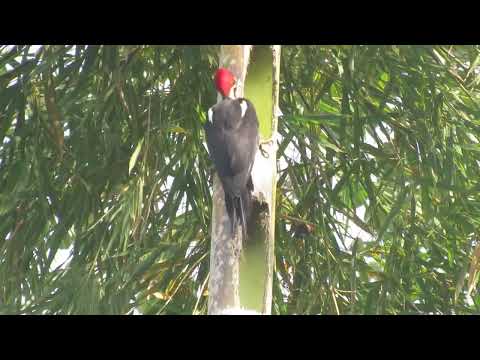 pajaro carpintero construyendo su casa