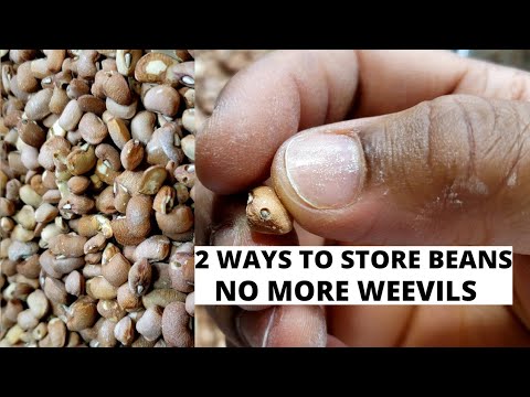 2 Ways to Store Dry Beans   How to Store Beans   No More Weevils