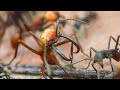 Formigas-correição - Army ants (Eciton sp.)