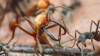 Formigas-correição - Army ants (Eciton sp.)
