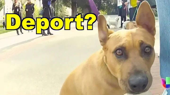 Dogs Rally for Mom Facing Deportation Because Her ...
