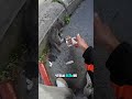 трогательная история с котёнком.