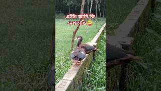 এইটা আমি কি দেখতাছি ।#love #lover #lovestory #petlover #viral #bangla