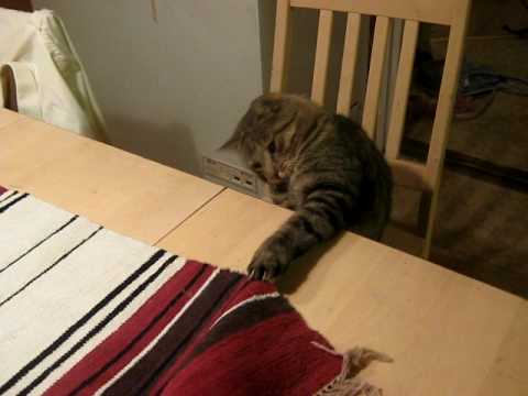 Surprised Kitty