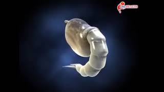 Kitaran Hidup Nyamuk Aedes