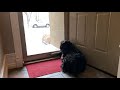 Standard Schnauzer anxiously waiting to welcome home family. の動画、YouTube動画。