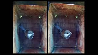 Stereo 3-D View chestnut-backed chickadee in nesting box