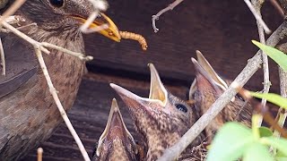 12 Day Old Blackbird Chicks - Nest Life - Feeding | Turdus Merula